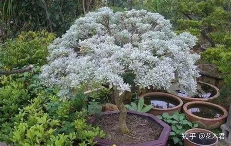 雪芙蓉植物